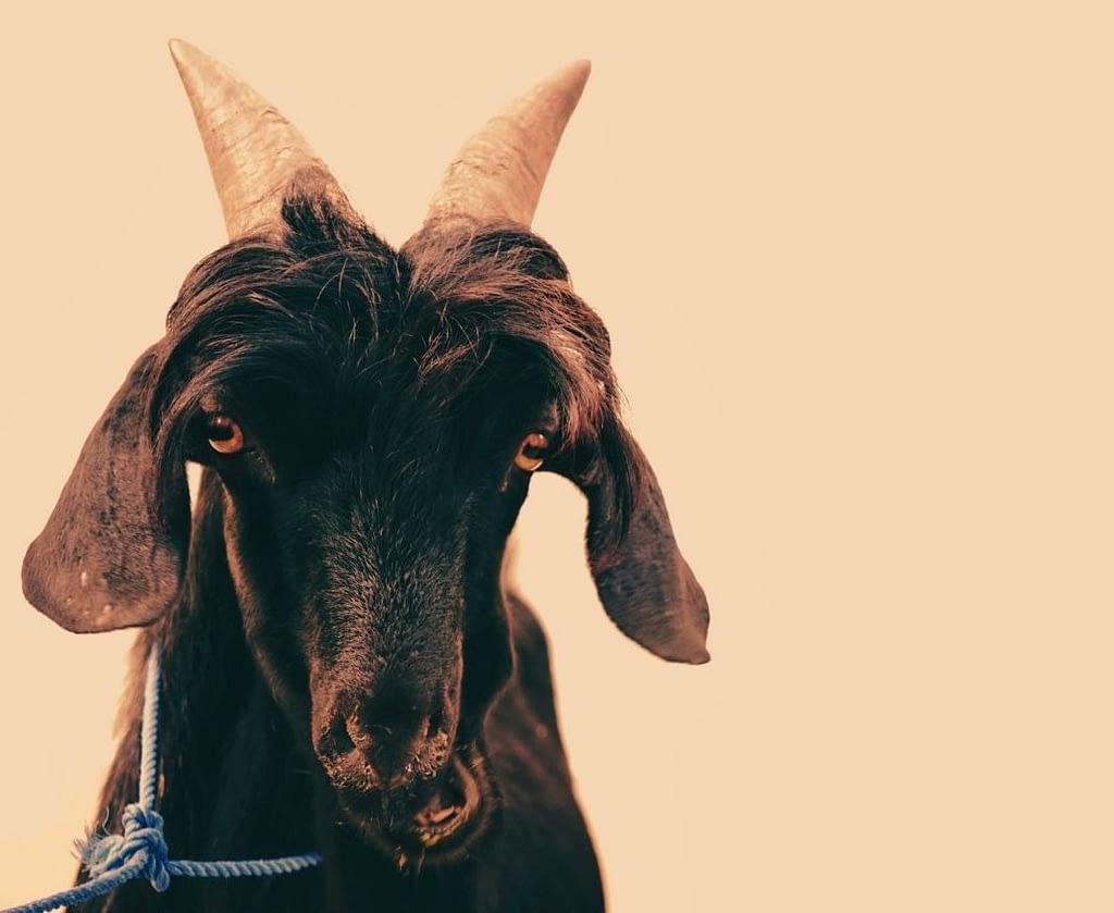 This is a picture of a goat, with a rope leash around its neck. This image is used in the BPS Security Article titled, “Why BPS Security Might Turn Down Potential Clients”.